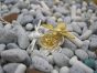 Модное Простой Wasp Элегантное ожерелье из стерлингового серебра 925 пробы